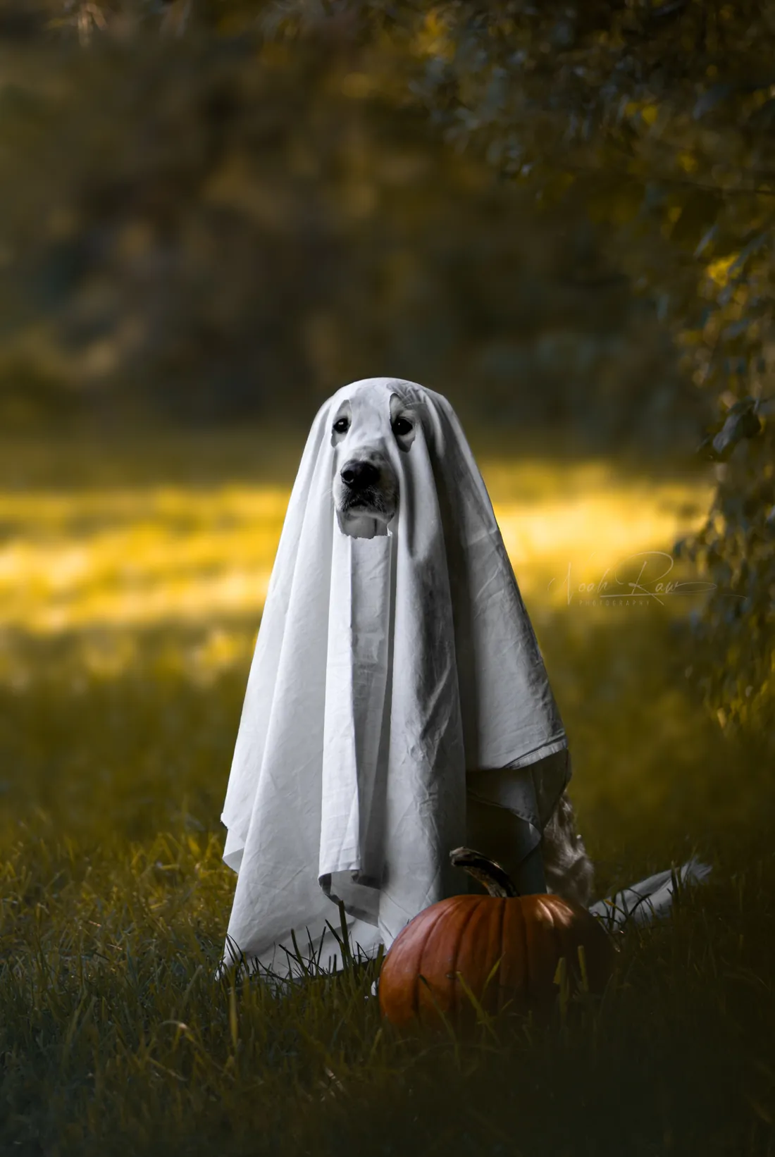 Hund unter einem weissen Gespenster-Tuch im Abendlicht, Halloween-Shooting