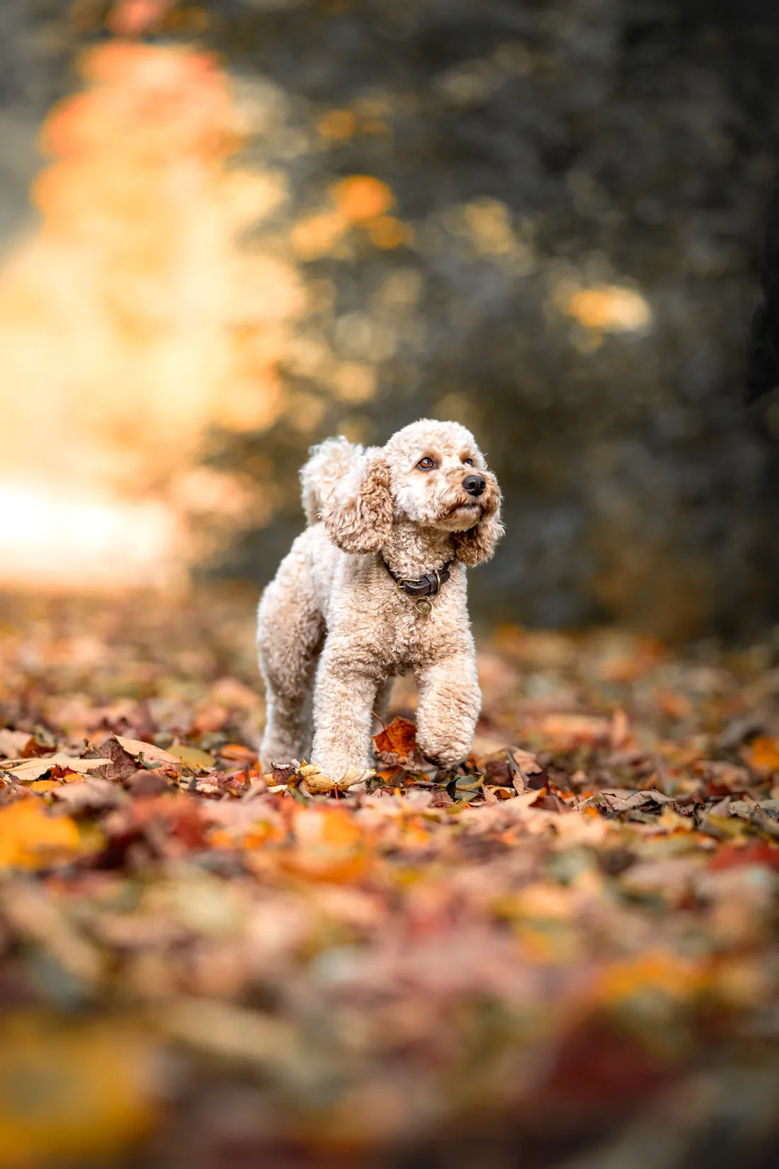 Pudel im Herbstlaub vor orange leuchtenden Bäumen