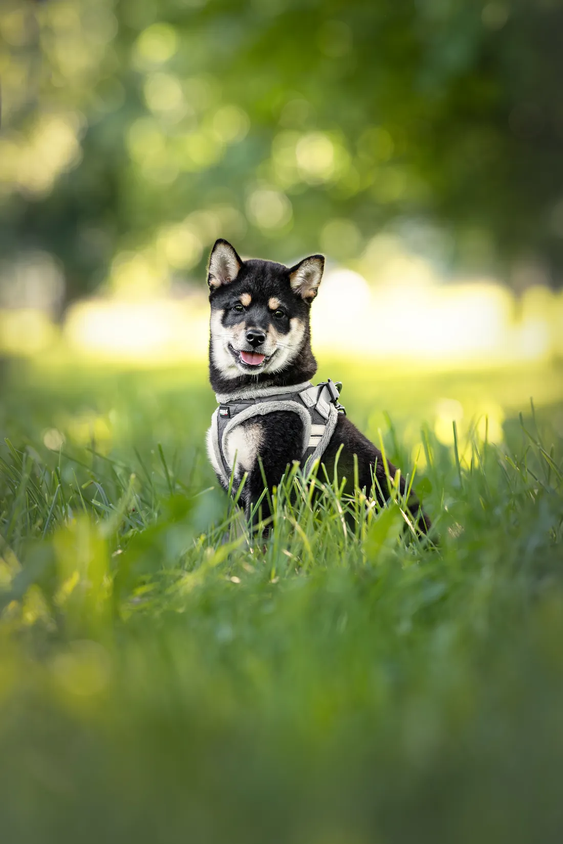 Shiba Inu sitzt im sonnigen Gras