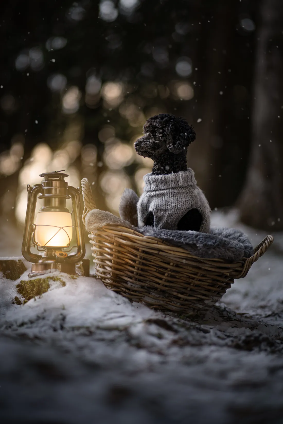 Kleiner schwarzer Hund in einem Korb im Schnee neben einer Laterne