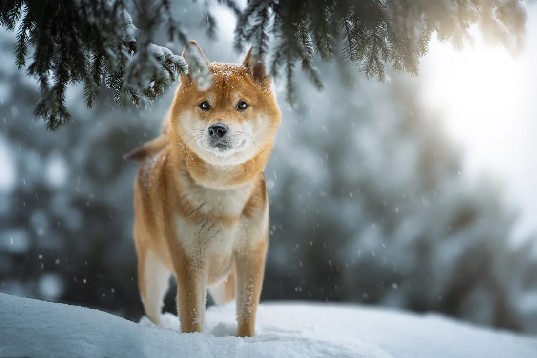 Shiba Inu steht im Schnee unter Tannen