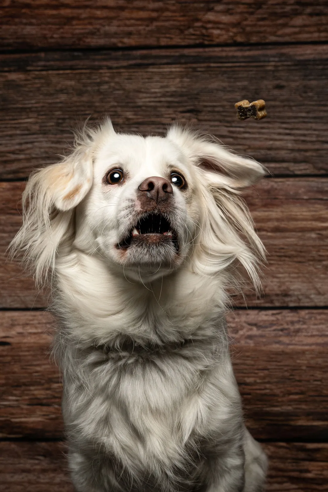 Weisser Hund schnappt nach einem Leckerli